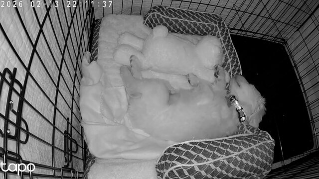 SafeSight – The Smartest Window Camera For Your Início